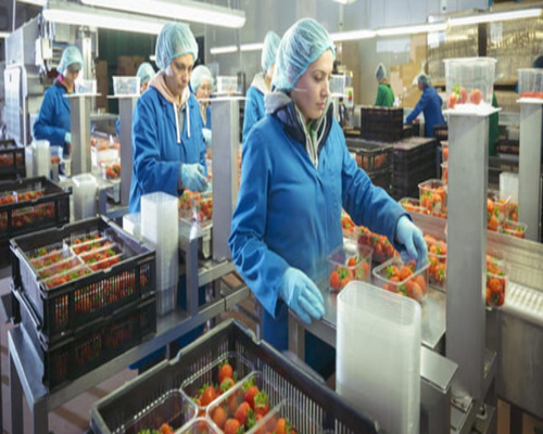 Frozen Food Processing